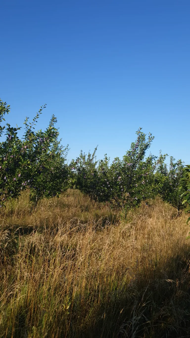 Plum orchard with mature fruit trees and dense ground vegetation