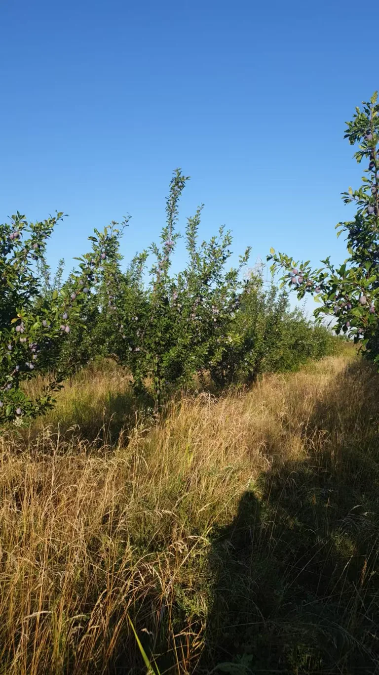 Narrow route between fruiting plum trees and tall orchard grass