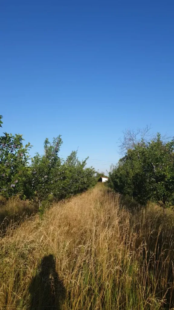 Long plum orchard row with tall dry vegetation and limited access space
