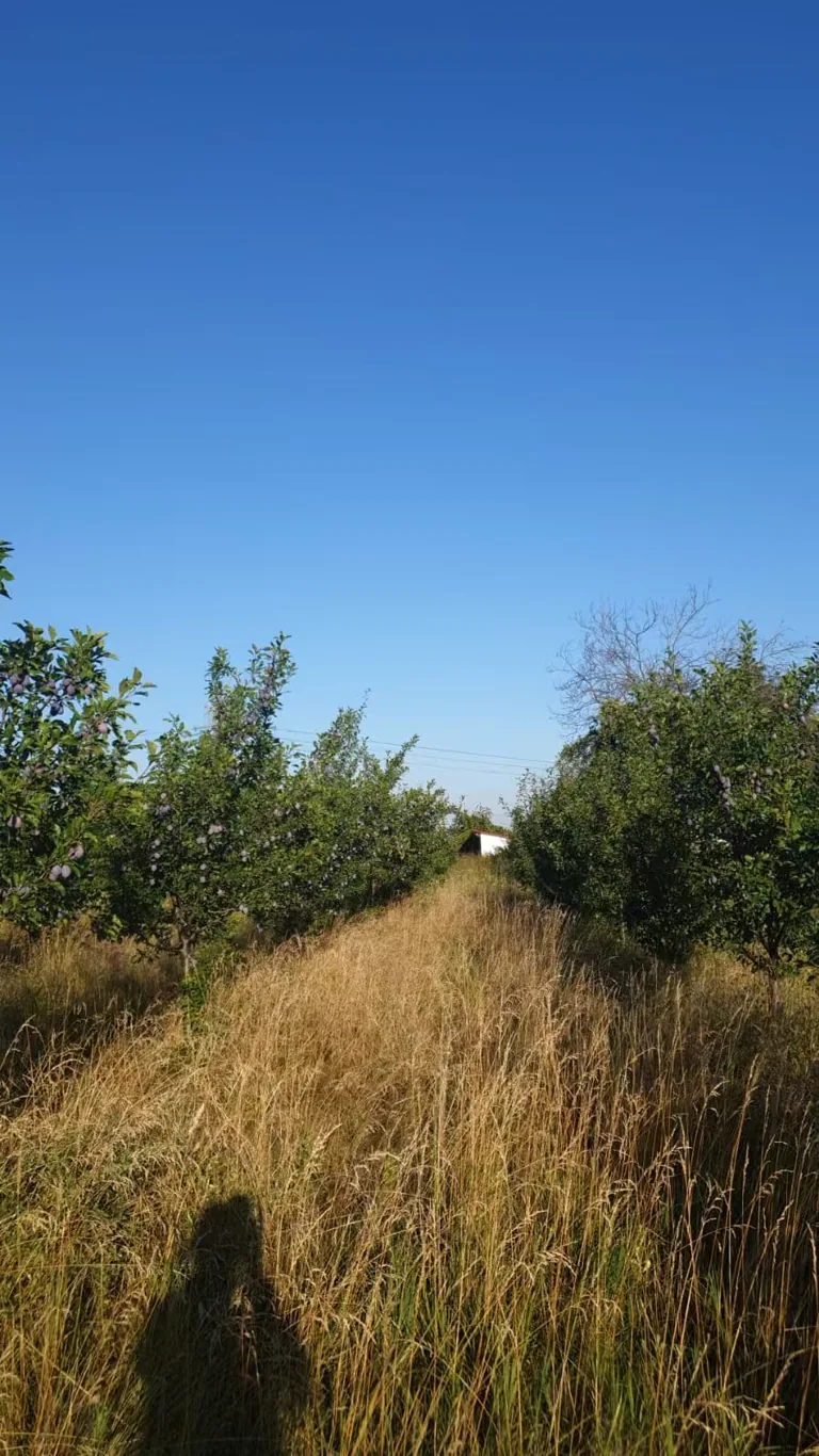 Long plum orchard row with tall dry vegetation and limited access space