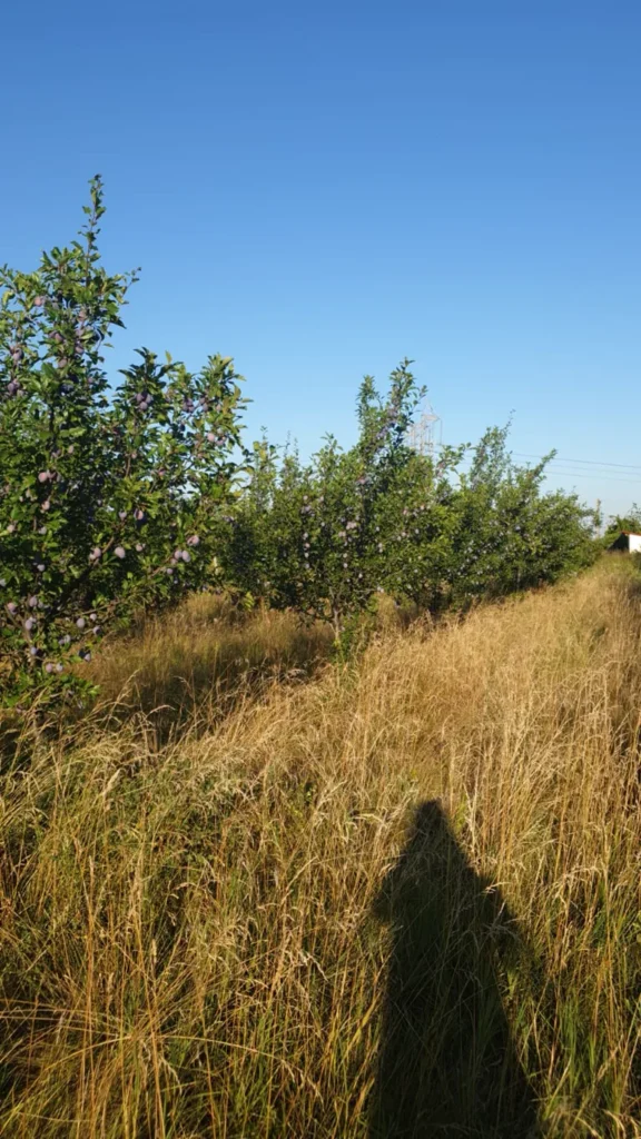 Fruiting plum trees with tall dry grass between the orchard rows