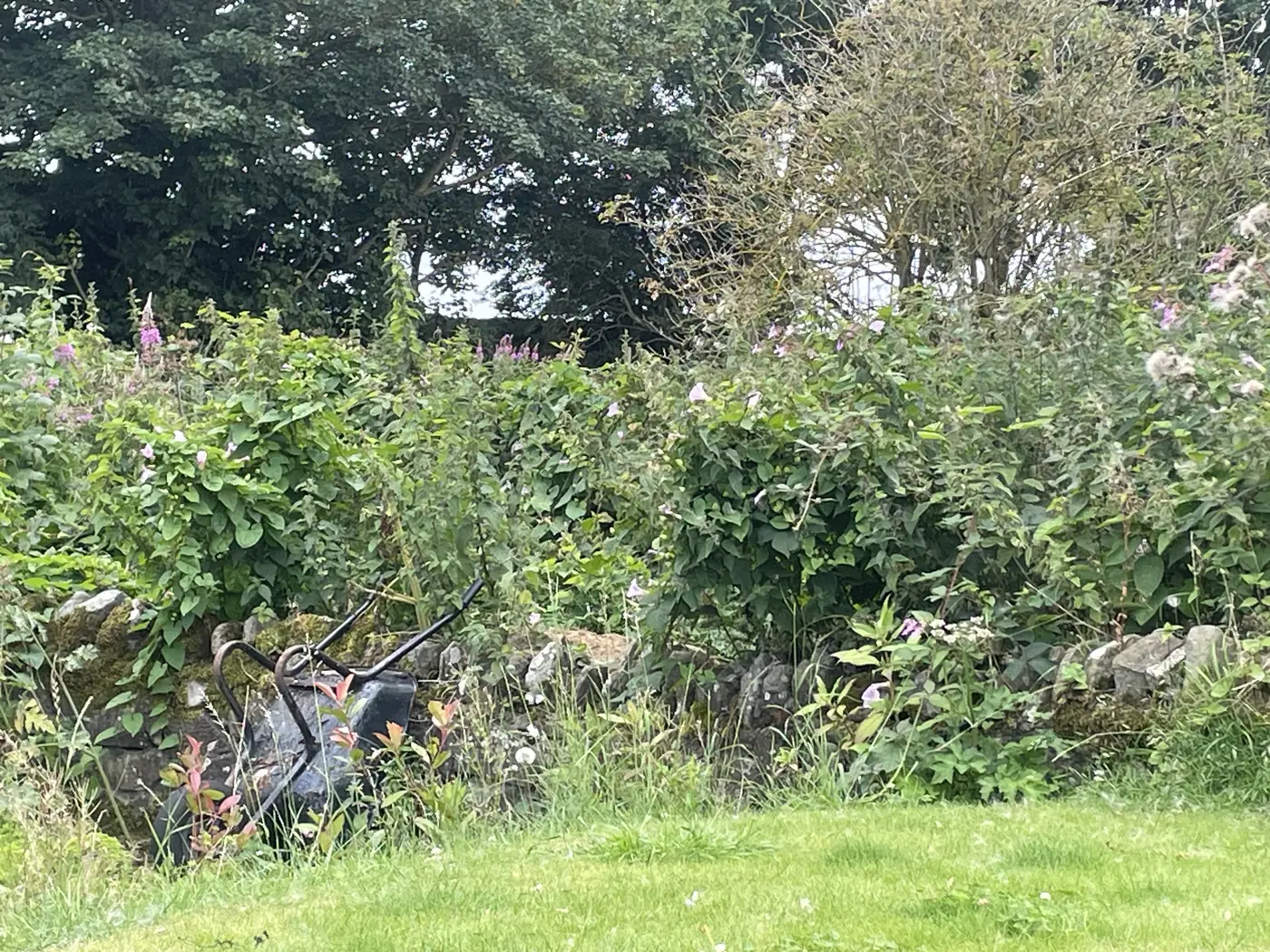 Mixed tall weeds and difficult edge vegetation at a Scottish land maintenance site