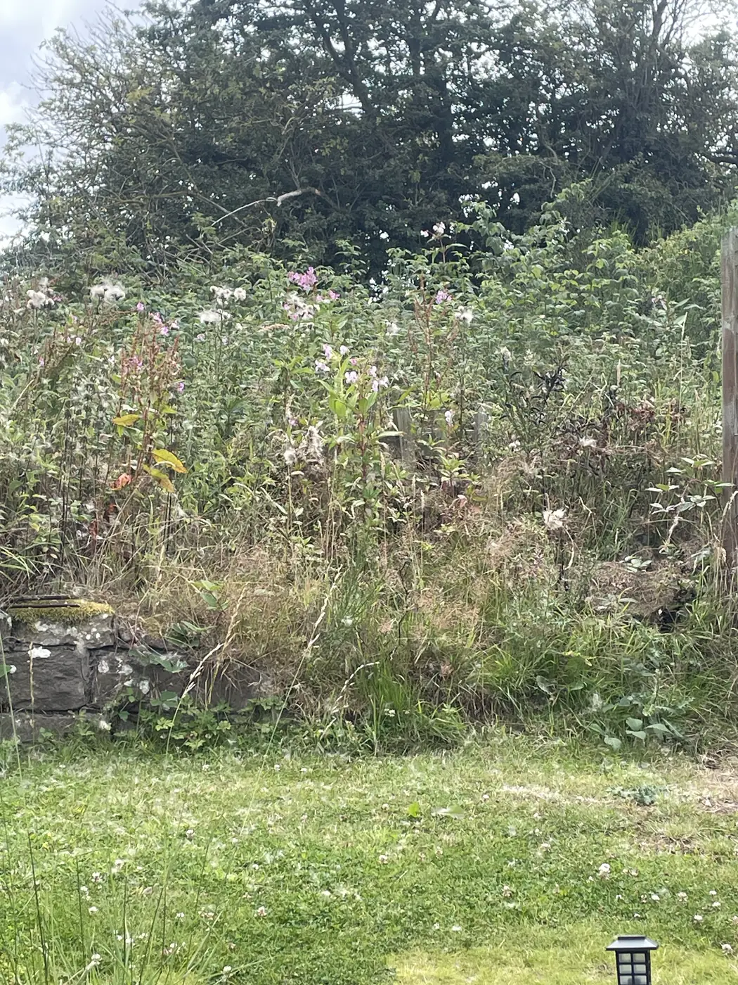 Dense overgrown vegetation beside a stone wall at a site in Scotland