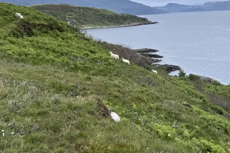 Bracken and rough grass on a steep coastal Highland hillside with sheep