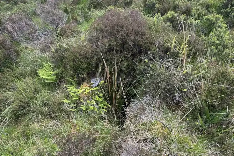 Dense mature heather, grass and young bracken on uneven Highland ground