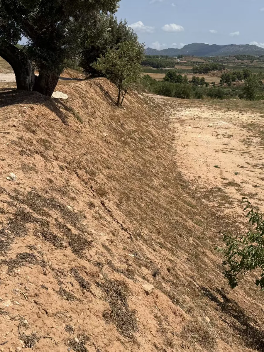 Uneven dry slope below mature olive trees in a Spanish orchard