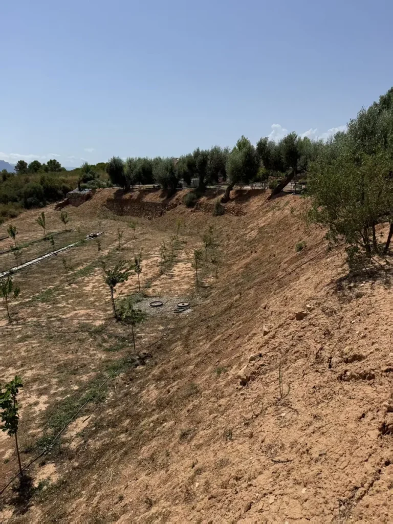 Steep olive orchard bank in Spain with dry loose soil and uneven ground