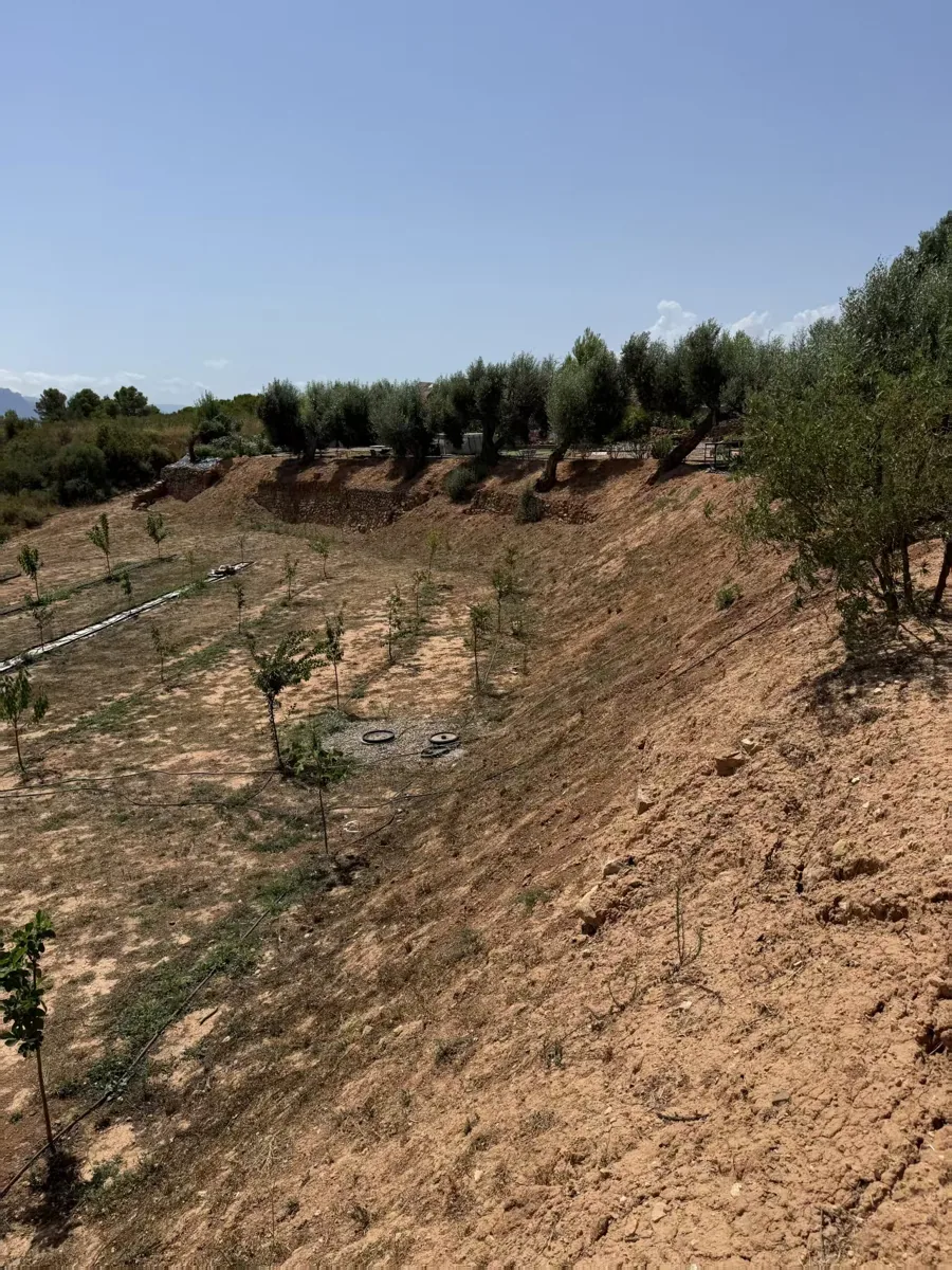 Steep olive orchard bank in Spain with dry loose soil and uneven ground
