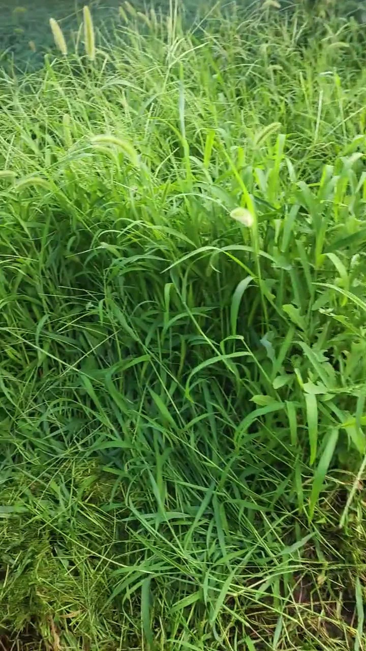 Tall dense grass and mixed weeds in an orchard work area